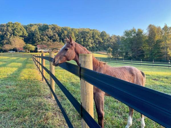 Pasture Pride
