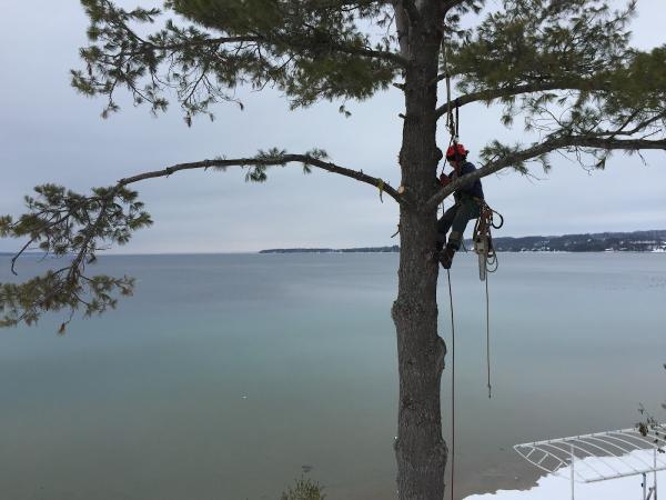 Carlson Tree Service