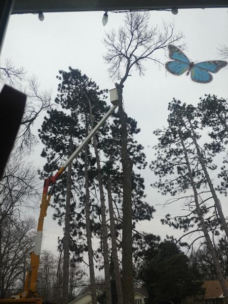 Metro Tree and Crane Service