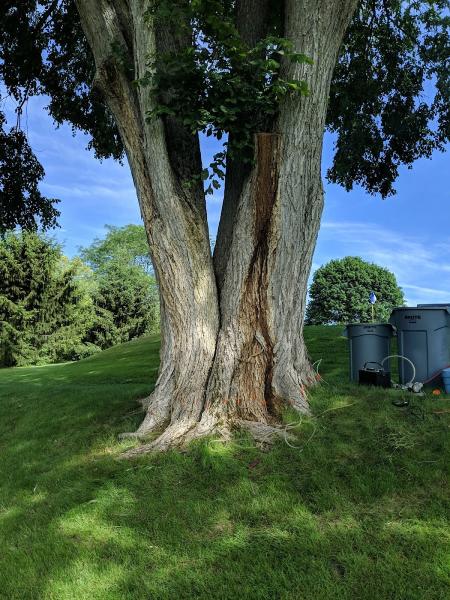 Guardian Tree Experts