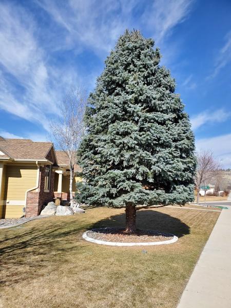 Brad Zundel Tree Service