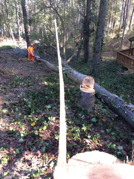Bigelow's Tree Service and Stump Grinding