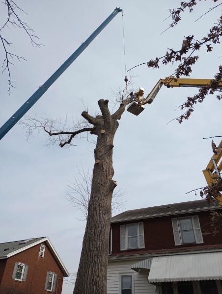 Alpine Tree Experts