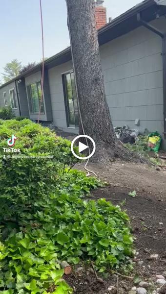 Big Brothers Tree Service