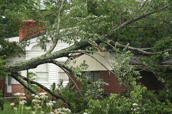 Personal Touch Tree Service