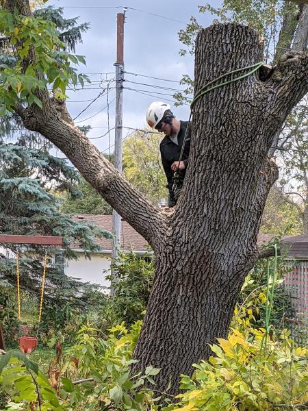 Xtreme Tree Team Inc