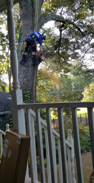 Tree Service -N- More