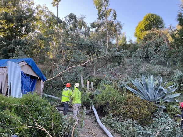 JC Tree Care and Landscape