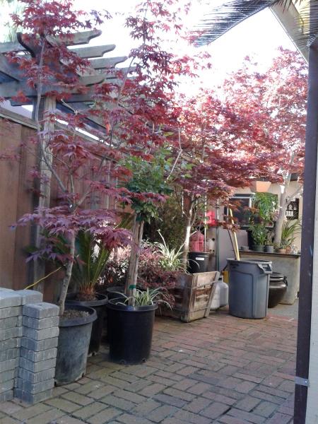 Professional Oriental Landscaping