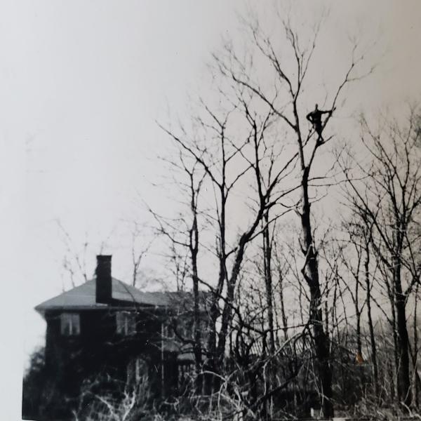 Hoot Owl Tree Service