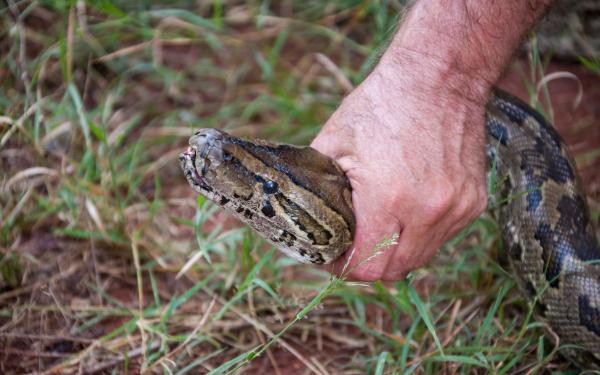 No Contract Pest Control
