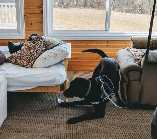 Colorado Bed Bug Dog