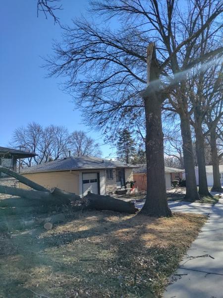 Timber Wolf Trees Service