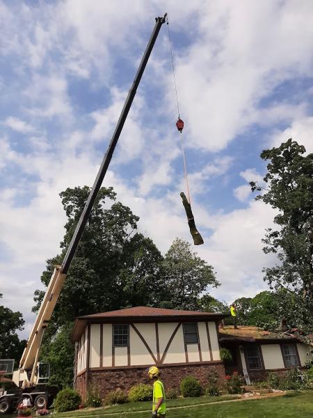 Topless Tree Service