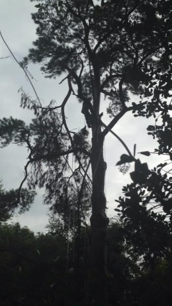 Coast to Coast Tree Service