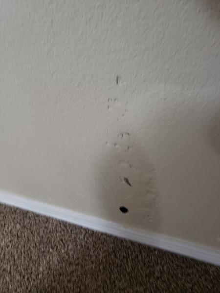 Preventive Pest Control