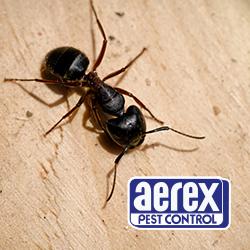 Aerex Pest Control