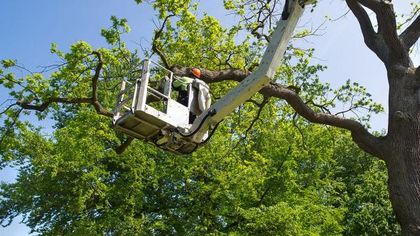 God's Way Tree Service