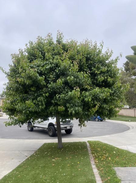 Tree Service San Diego