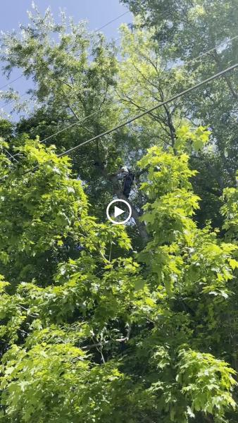 Thompson Tree Care