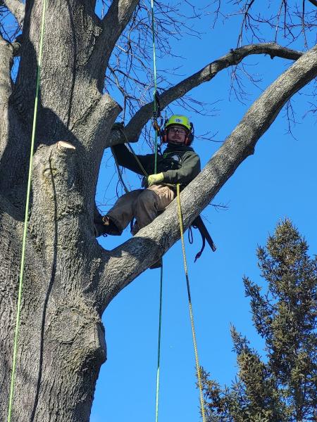 Long Island Tree & Landscape Service