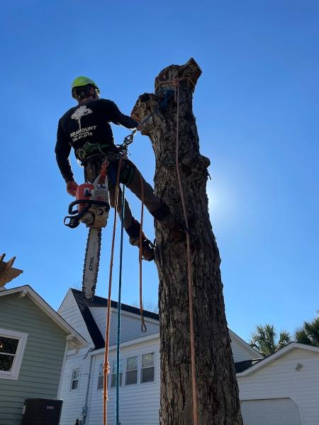 Paramount Tree Company