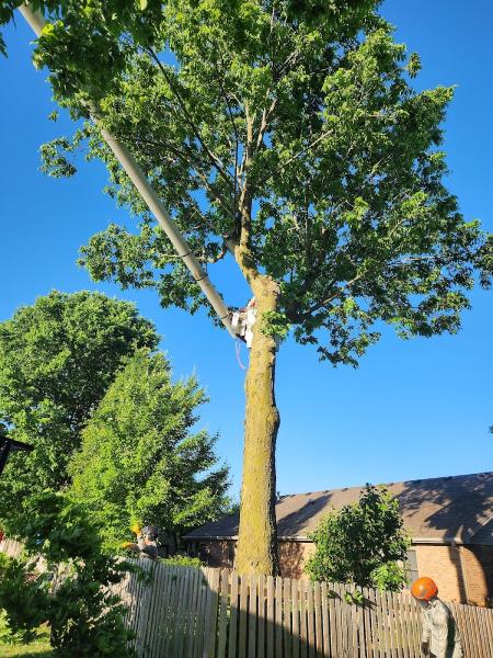 B&G Tree Service