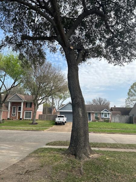 Mendez Tree Service