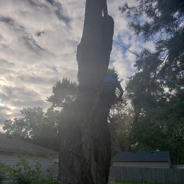 S&J Tree Service and Snow Removal