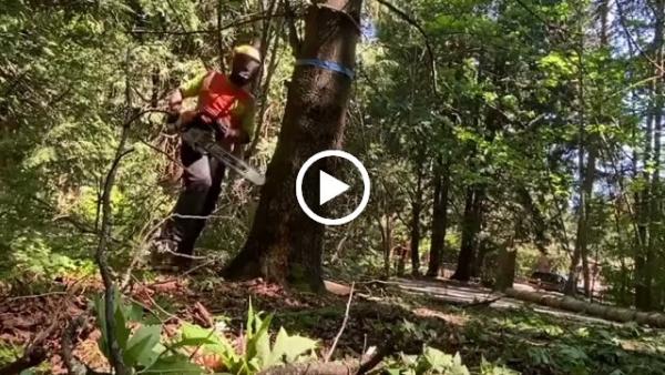 Seattle Tree Care