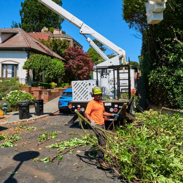 Seattle Tree Care