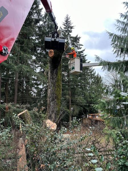 Seattle Tree Care