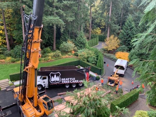 Seattle Tree Care