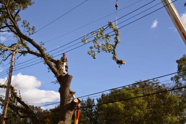 M & M Tree Service LLC