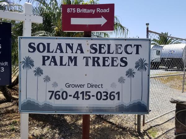 Solana Select Palm Trees