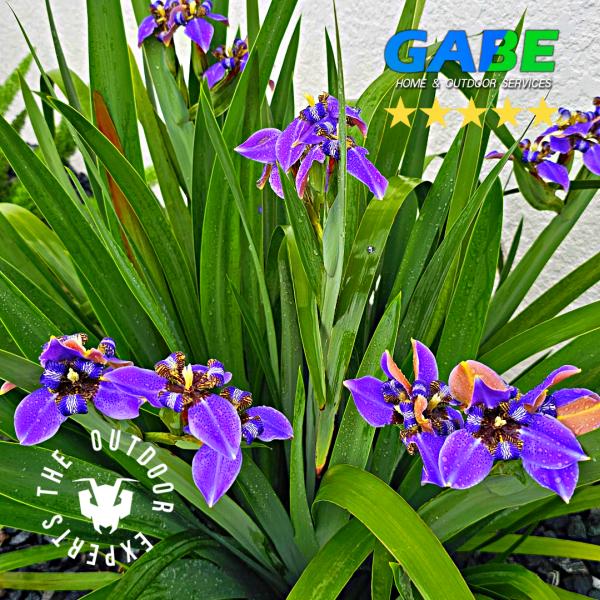 Gabe Home & Outdoor Services