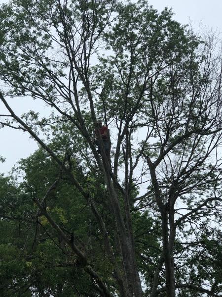 Tyndal Tree Service LLC