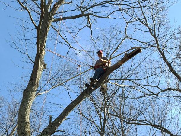 The Darien Tree Service