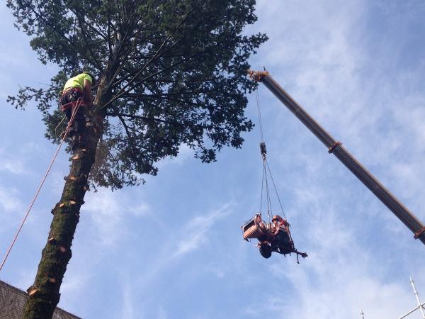 The Darien Tree Service