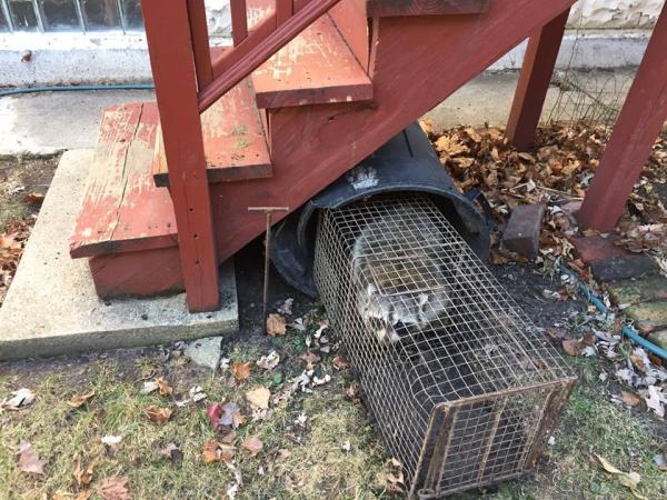 Wildlife Trapping Professionals