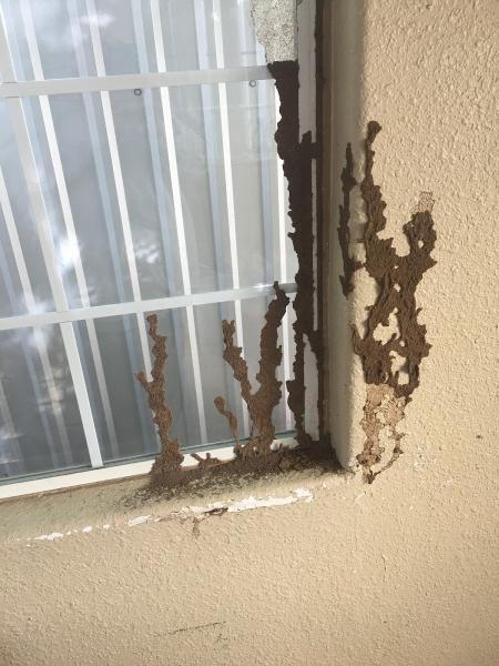 Parish Termite & Pest Management