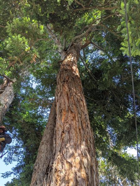 A B Tree Service