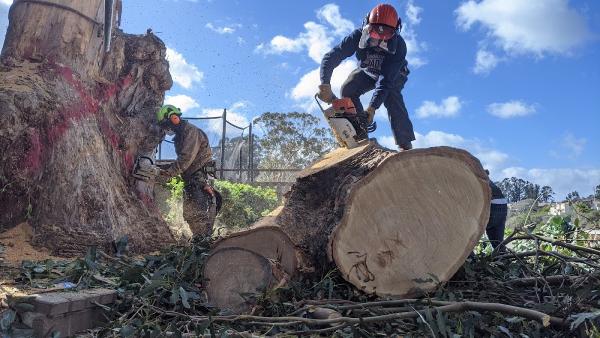 A B Tree Service