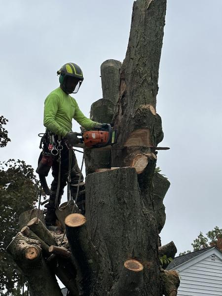 Rick's Tree Service
