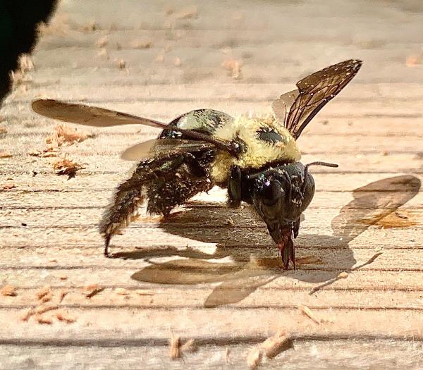Eco-Safe Pest Control