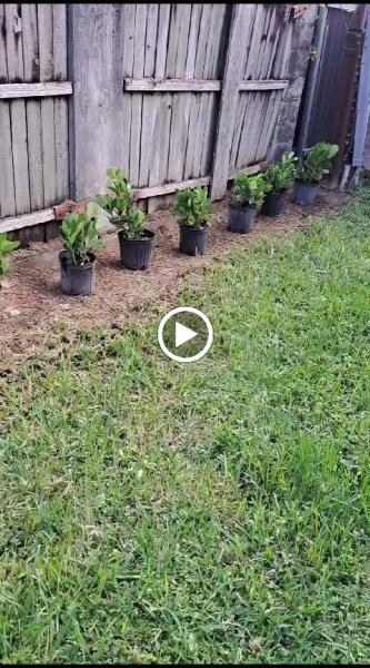 Gardener Adolfo Jardinero & Landscaping