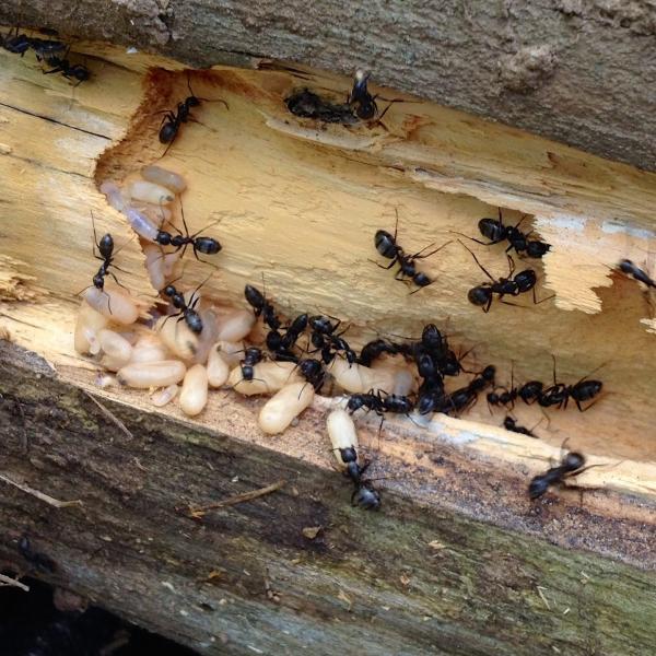 Kent County Pest Control