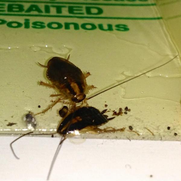 Kent County Pest Control