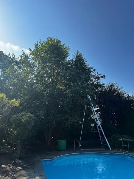 Arborist Gaia Landscape