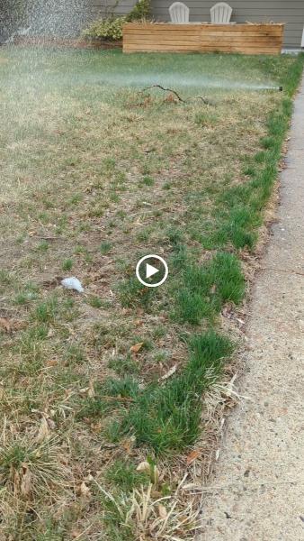 Nature's Carpet Lawn & Sprinkler